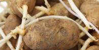 Для чего пророщенный картофель сажают ростками вниз Почему картофель растет ростками вниз